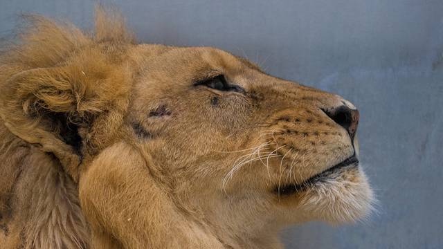 Portrait d'un lion