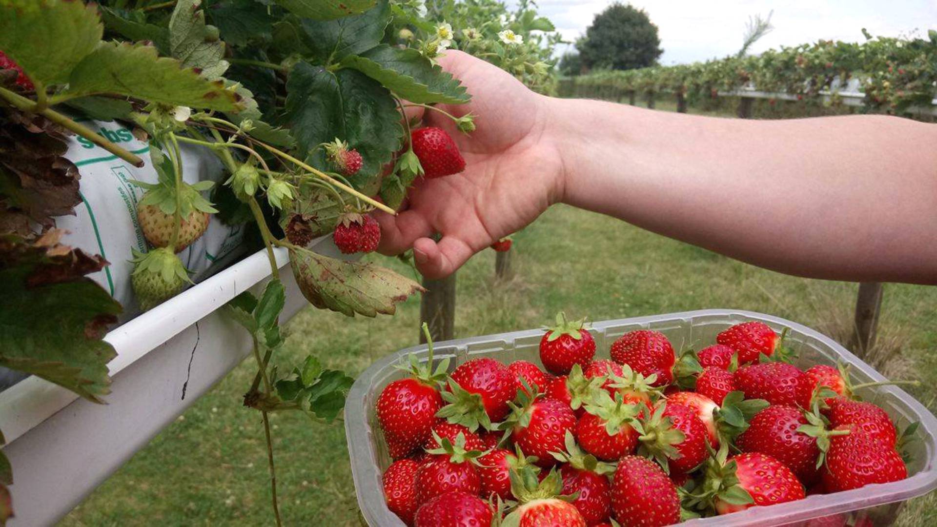 Cueillette des fraises