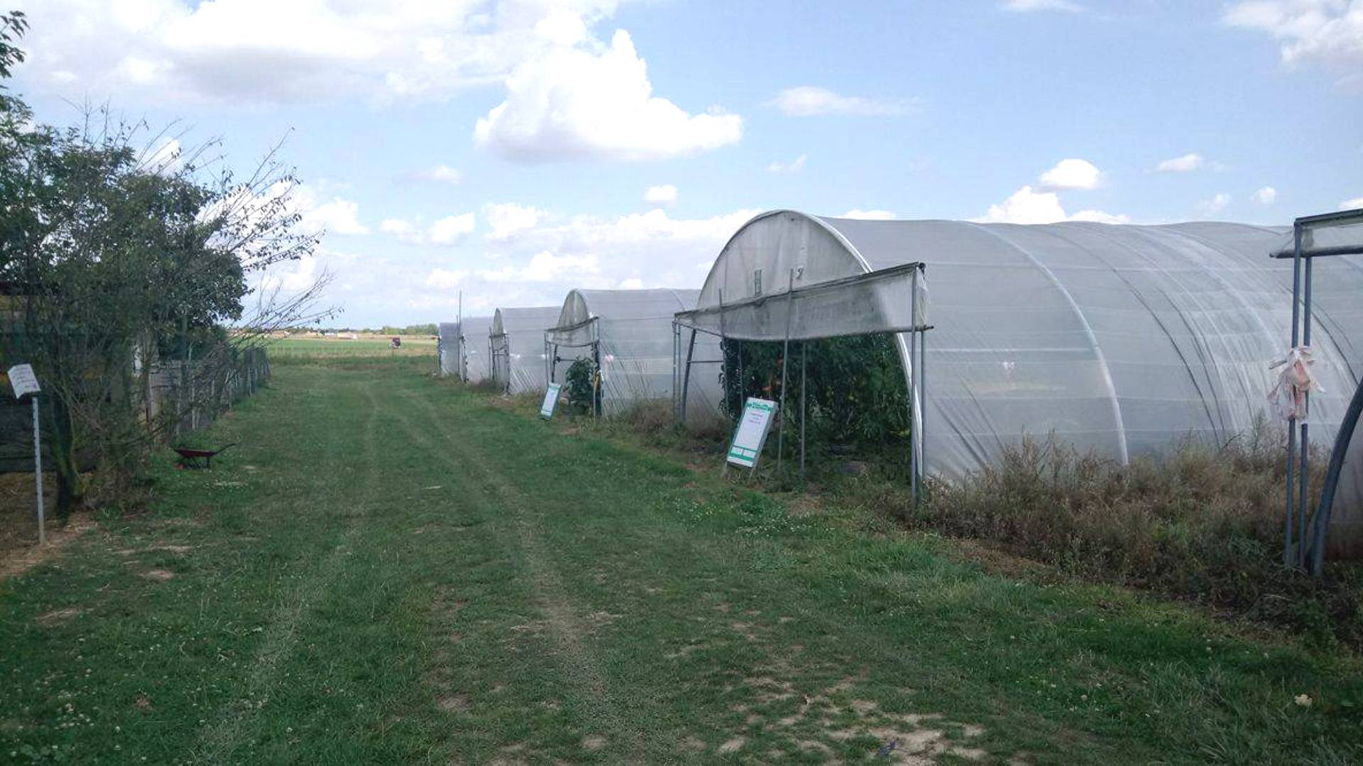 Vegetables growing at Seresville