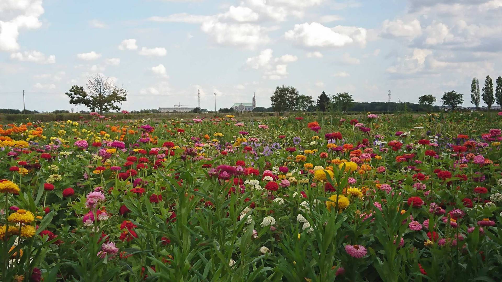 Flowers at the cueillette de Seresville