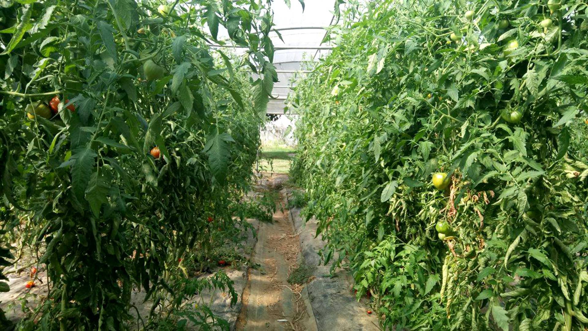 Tomato greenhouse at the cueillette de Seresville