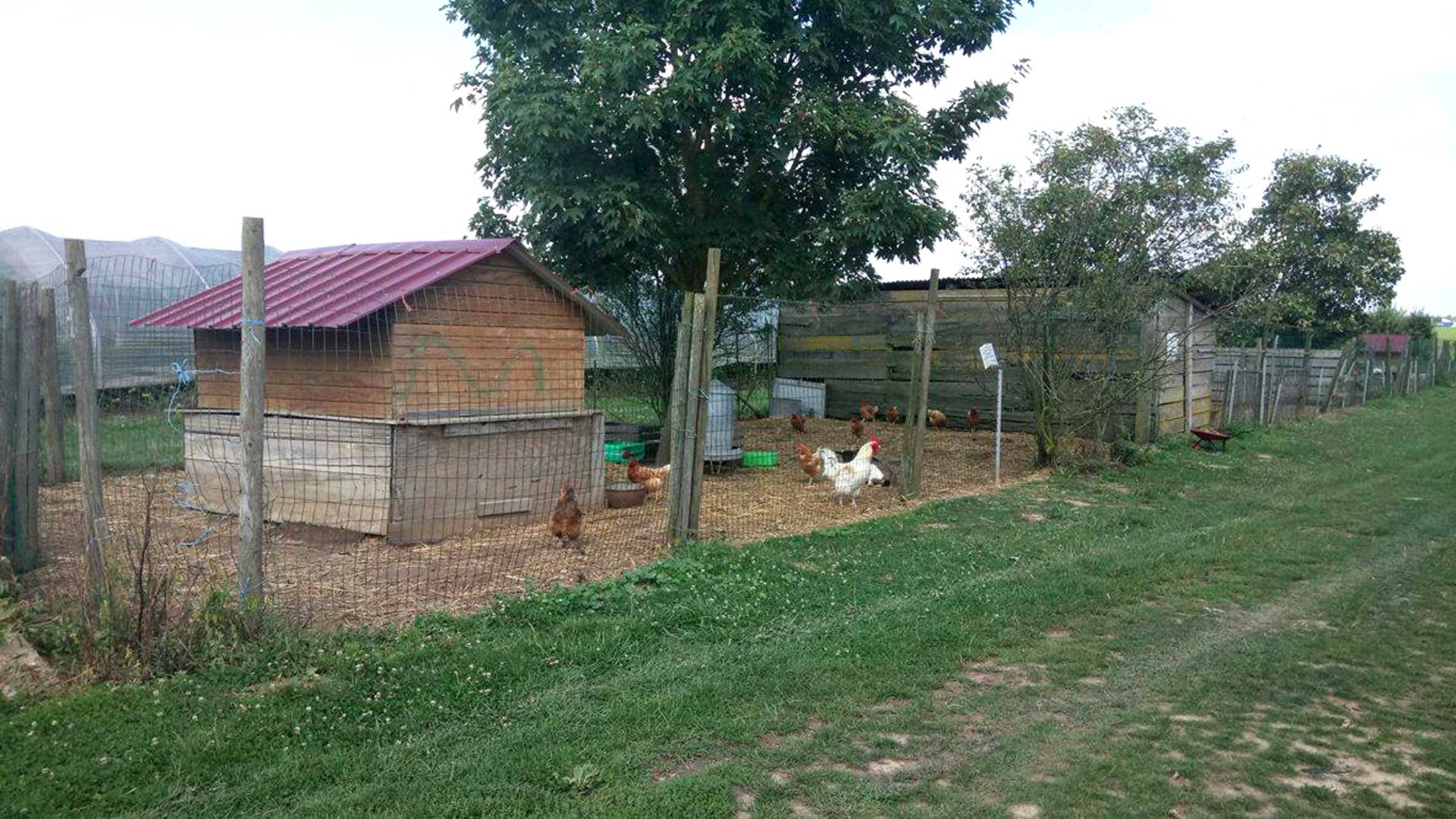 Free range chicken house at Seresville