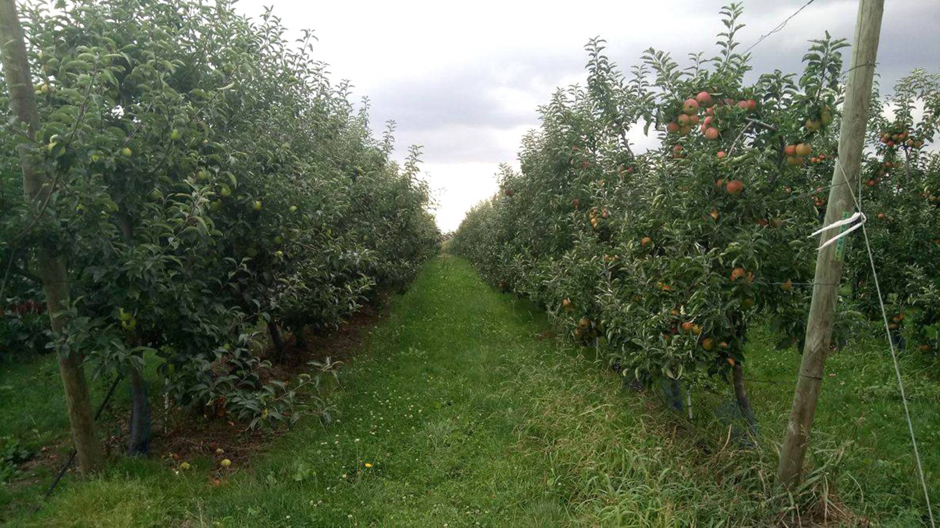 Orchards at Seresville