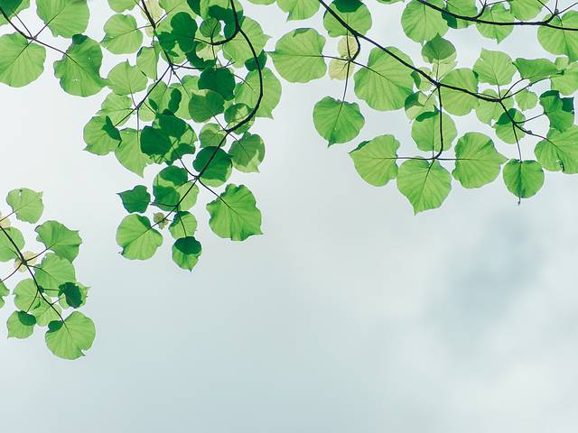 Branches